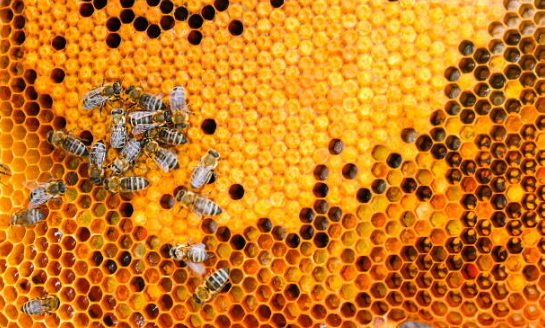 Honey Bee Yogurt Series

