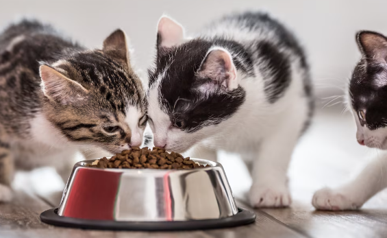 Optimal Nutrition for Your Growing Feline Friend
