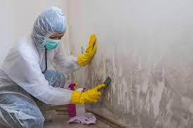  Mold Inspector Services: Detecting and Eliminating Mold Threats