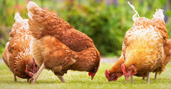 Why Free Range Eggs Might Be A Better Choice